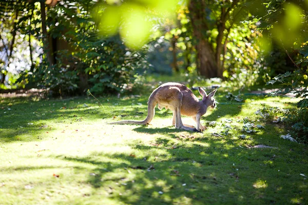 Kangur na zielonej trawie w zoo — Zdjęcie stockowe