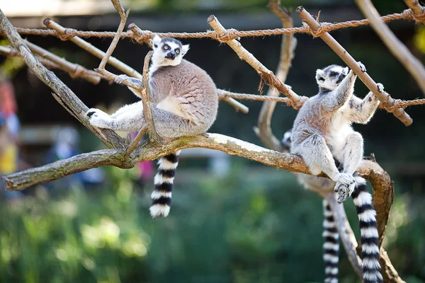 動物園で枝の上に座ってのキツネザル — ストック写真