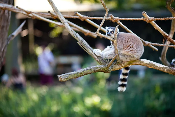 Лемур сидит на ветвях в зоопарке — стоковое фото