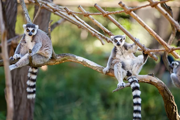 Lemur sedí na větvích v zoo — Stock fotografie