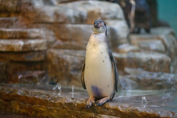 Humboldt penguenler hayvanat bahçesinde — Stok fotoğraf