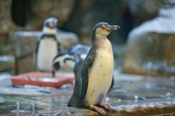 Humboldt pinguïns in de dierentuin — Stockfoto