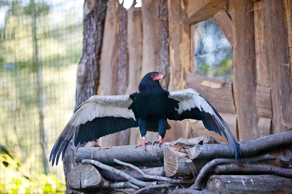 Aigle assis sur un nid au zoo — Photo