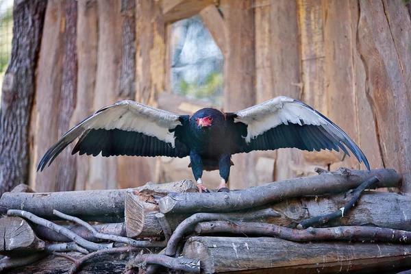 Eagle sitting on a nest at the zoo — Stock Photo, Image