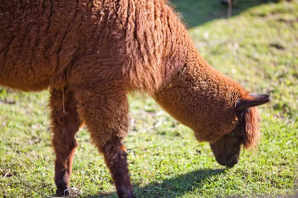 動物園で草を食べてアルパカ — ストック写真