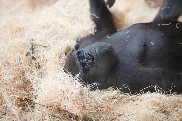 Gorilla im Zoo — Stockfoto