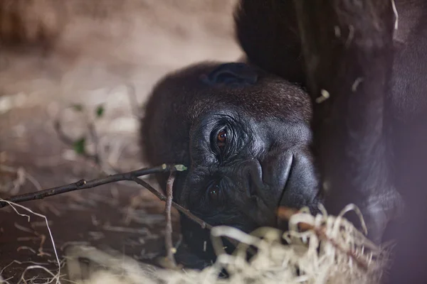 Gorille au zoo — Photo