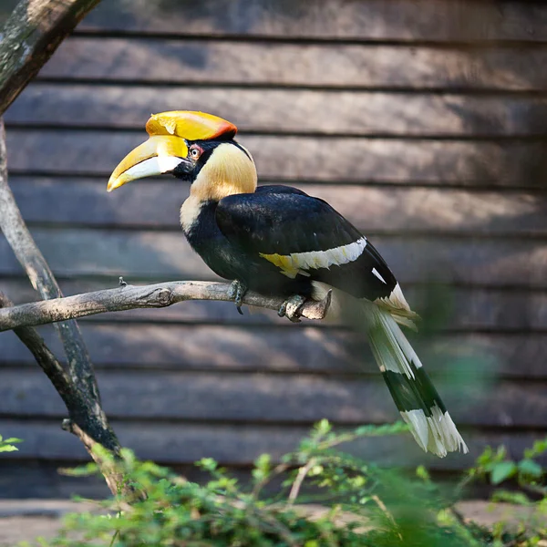 Pássaro tucano no zoológico — Fotografia de Stock