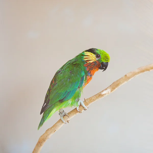 Bellissimo colorato pappagallo lory allo zoo — Foto Stock