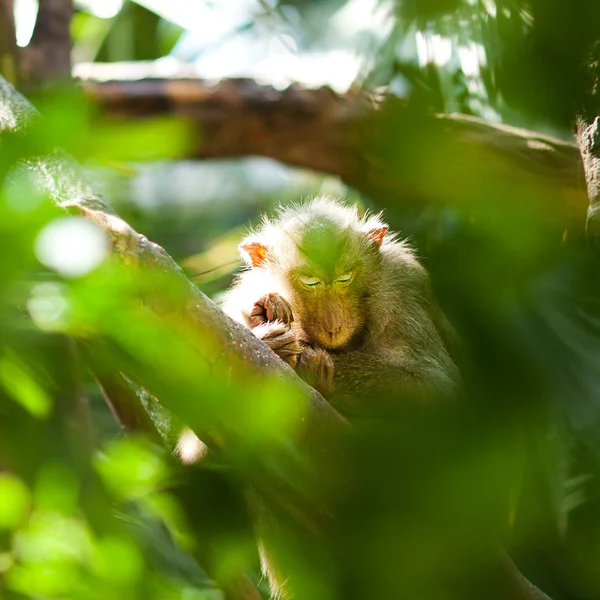 Мавпа в зеленому кущі в зоопарку — стокове фото