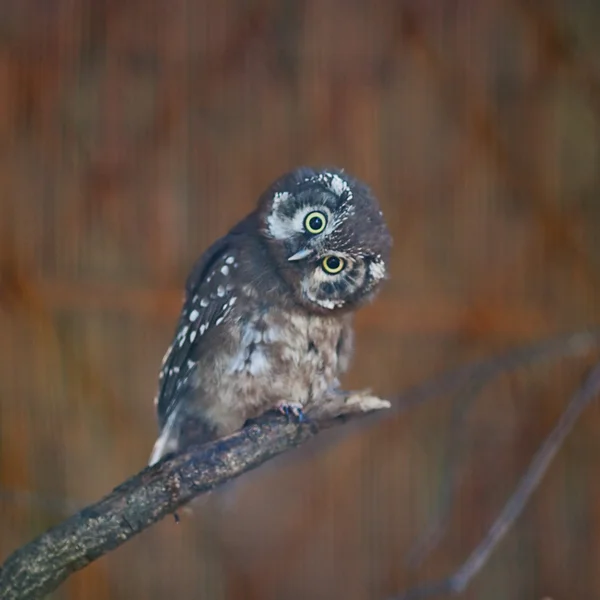 Owl at the zoo — Stock Photo, Image