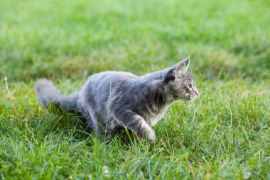 doğada güzel çizgili harika bir kedi