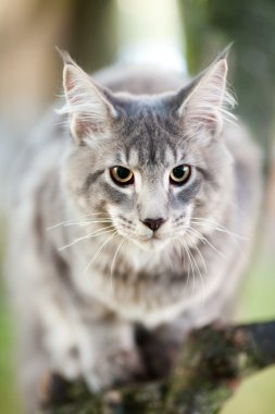 doğada güzel çizgili harika bir kedi