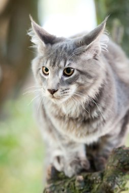 doğada güzel çizgili harika bir kedi