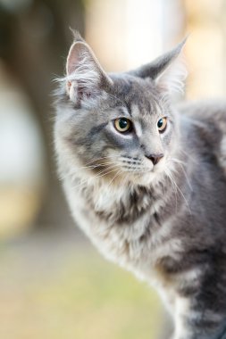 doğada güzel çizgili harika bir kedi