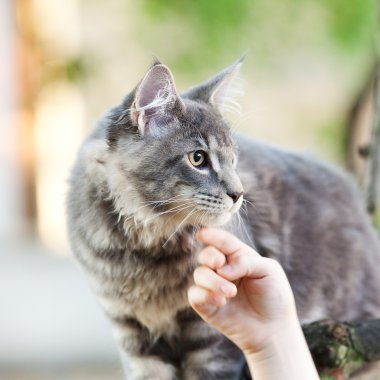 doğada güzel çizgili harika bir kedi