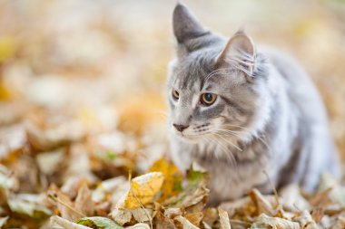 doğada güzel çizgili harika bir kedi