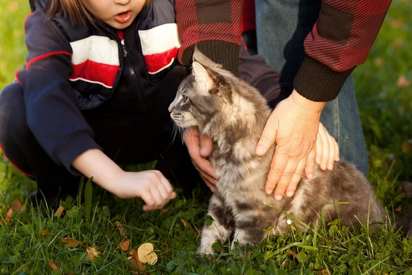 Bonito listrado maine casulo gato na natureza e mãos de — Fotografia de Stock
