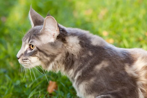 Schöne gestreifte Maine Coon Katze in der Natur — Stockfoto