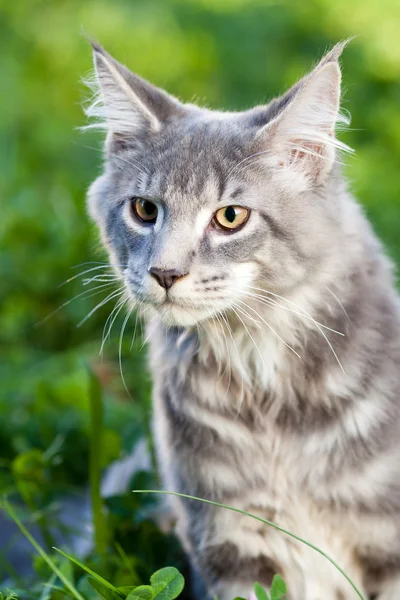 Hermosa rayas maine coon gato en la naturaleza — Foto de Stock