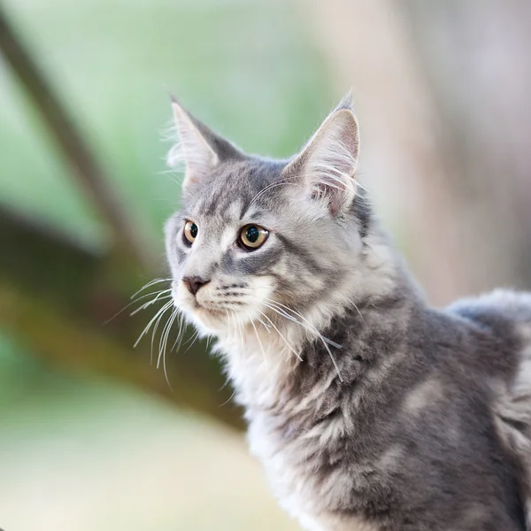 Bella a strisce maine coon gatto in natura — Foto Stock