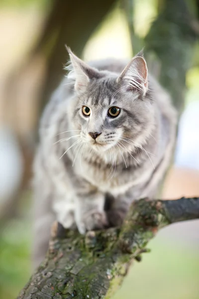 Bonito listrado maine casulo gato na natureza — Fotografia de Stock