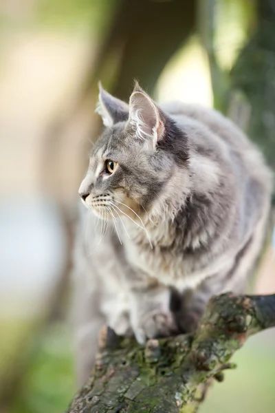 Vacker randig maine coon katt i naturen — Stockfoto