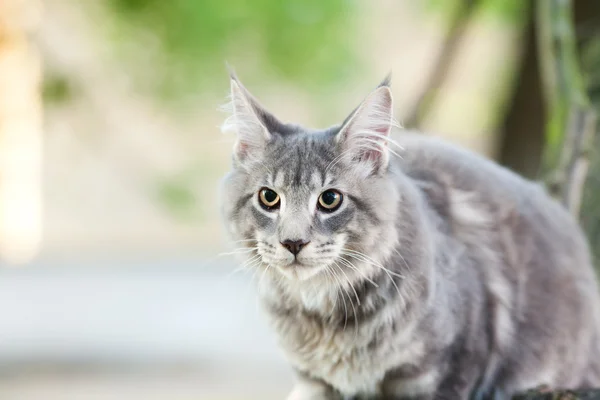 Doğada güzel çizgili harika bir kedi — Stok fotoğraf
