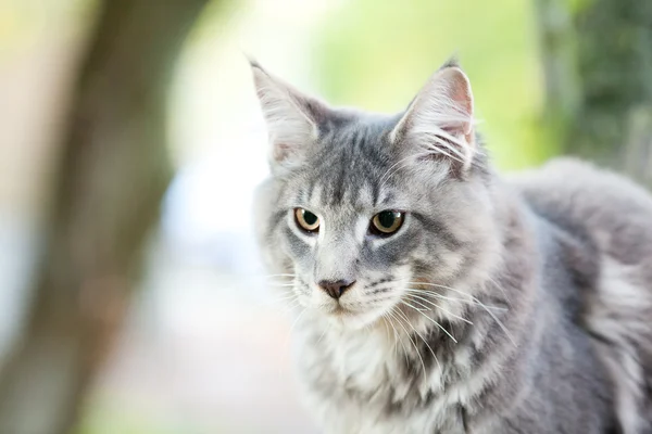 Schöne gestreifte Maine Coon Katze in der Natur — Stockfoto