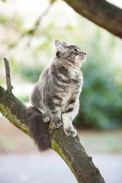 Hermosa rayas maine coon gato en la naturaleza — Foto de Stock