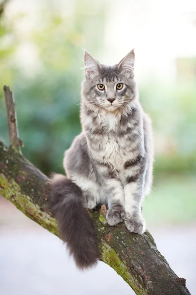Mooie gestreepte maine coon kat in de natuur — Stockfoto