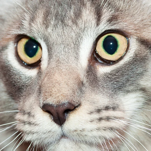 Mooie gestreepte maine coon kat in de natuur — Stockfoto
