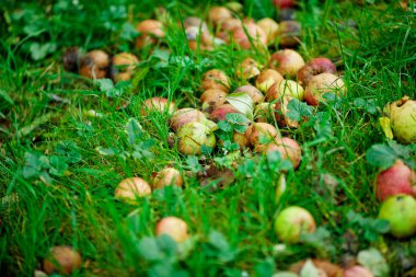 Rotten apples in the background of green grass clipart