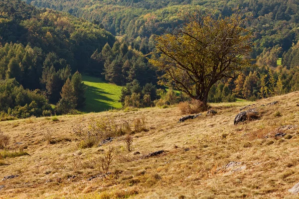 Árbol de pie en una ladera — Foto de Stock