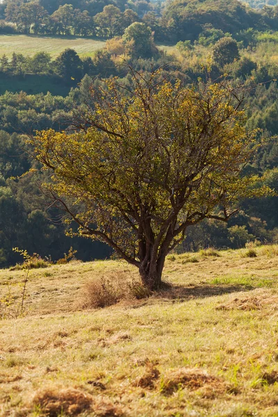 Trädet stående på en sluttning — Stockfoto
