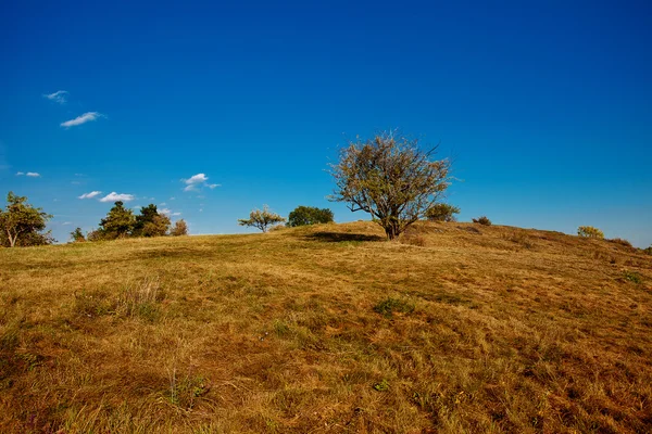 Drzewo stoi na wzgórzu przeciw błękitne niebo — Zdjęcie stockowe