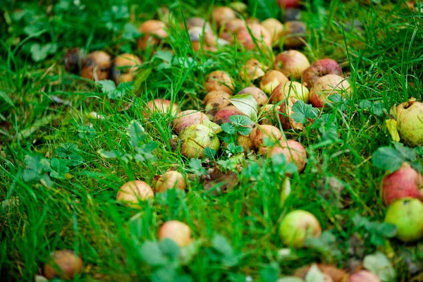 Faule Äpfel im Hintergrund von grünem Gras — Stockfoto