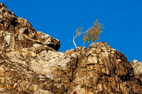 Árbol solitario en la ladera de la roca contra el cielo azul —  Fotos de Stock