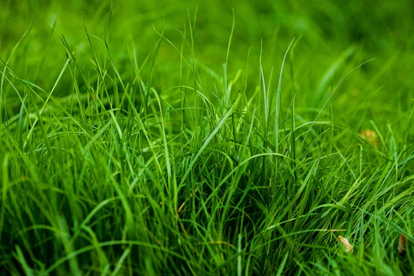 Φόντο πλούσιο πράσινο γρασίδι — Φωτογραφία Αρχείου