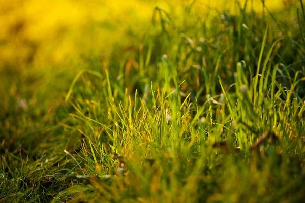 Fundalul de iarbă verde luxuriantă în soarele luminos — Fotografie, imagine de stoc