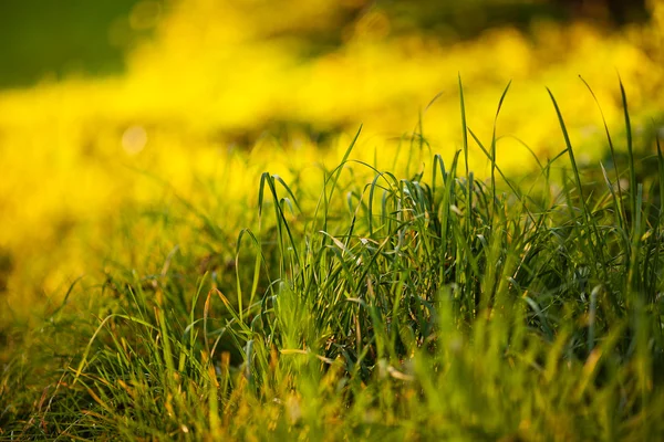 Fundo de grama verde exuberante no sol luz — Fotografia de Stock