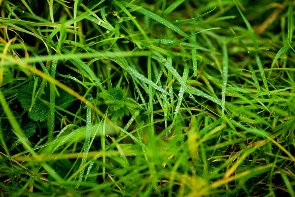 Fundo de grama verde exuberante com orvalho — Fotografia de Stock