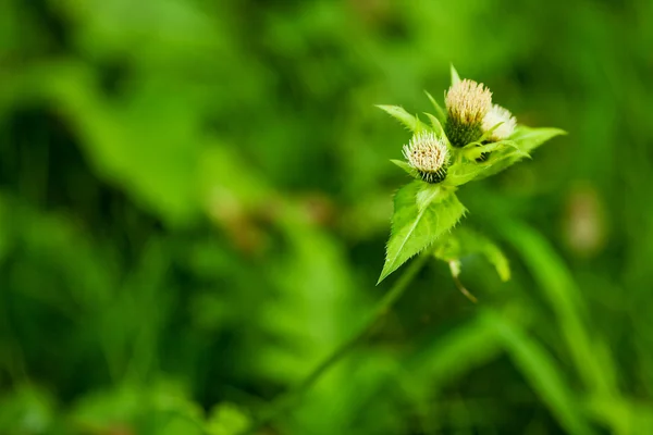 Pero en el fondo de la hierba verde exuberante — Foto de Stock