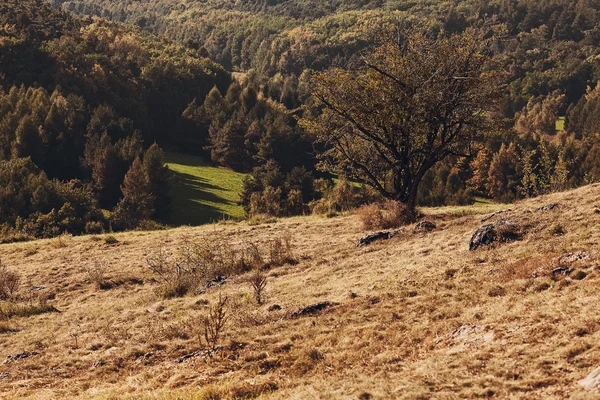 Дерево стоящее на склоне холма — стоковое фото