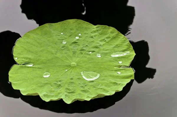 stock image Lotus Leaf with water