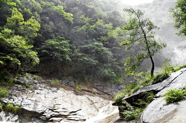 Einsamer chinesischer Baum im nebligen Wald — Stockfoto