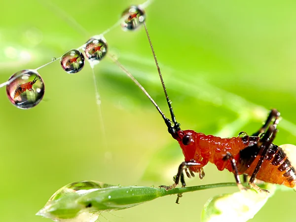 Kapky vody na list s kobylkou larva — Stock fotografie
