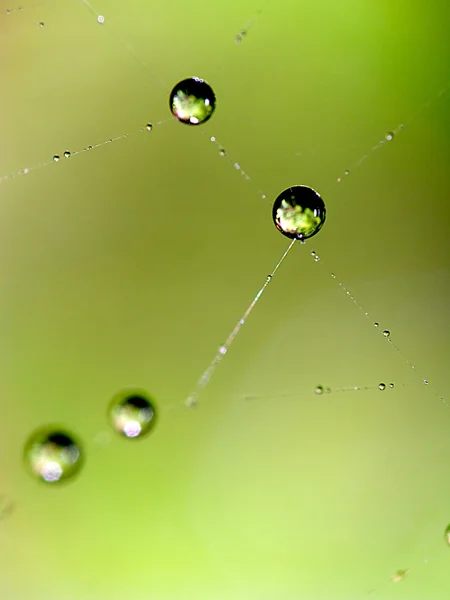 Water droplets on leaf — Stock Photo, Image