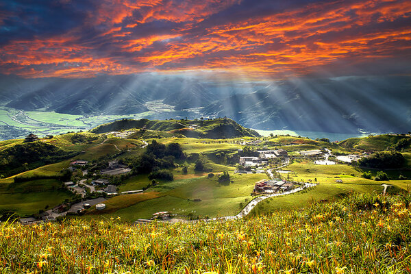 Daylily flower at sixty Stone Mountain in Taiwan Hualien festival