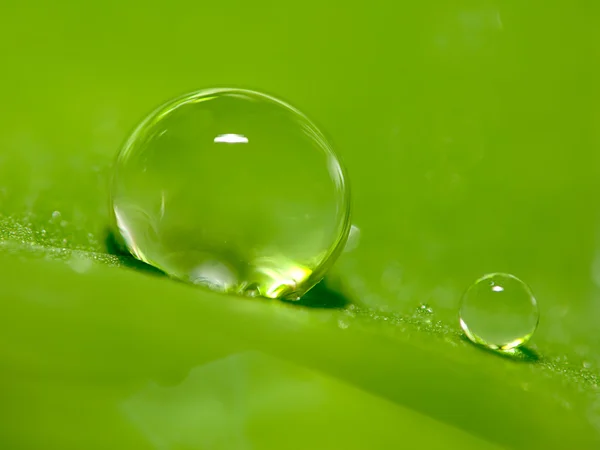 Капли воды на свежем зеленом листе — стоковое фото